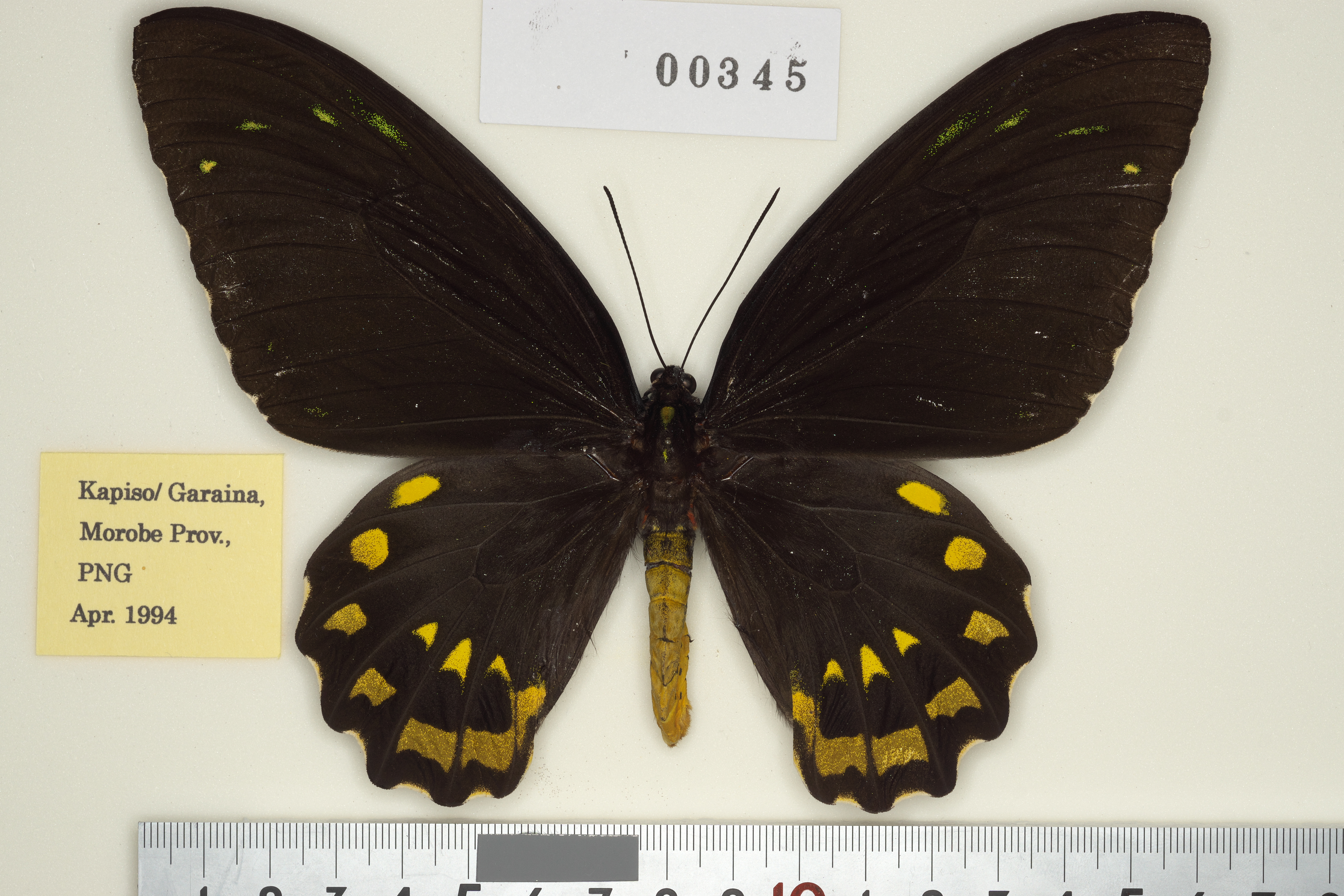 異常型☆オビトリバネアゲハ♂標本★前翅中室黒状帯抉られ型★深緑色 異常型☆オビトリバネアゲハ♂標本☆前翅中室黒状帯抉られ